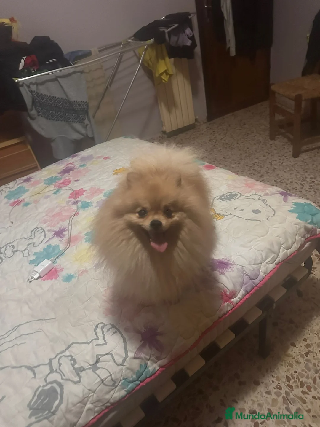 Pomerania perros en venta: Cachorritas Pomerania crema muy claritas - Anuncio 2