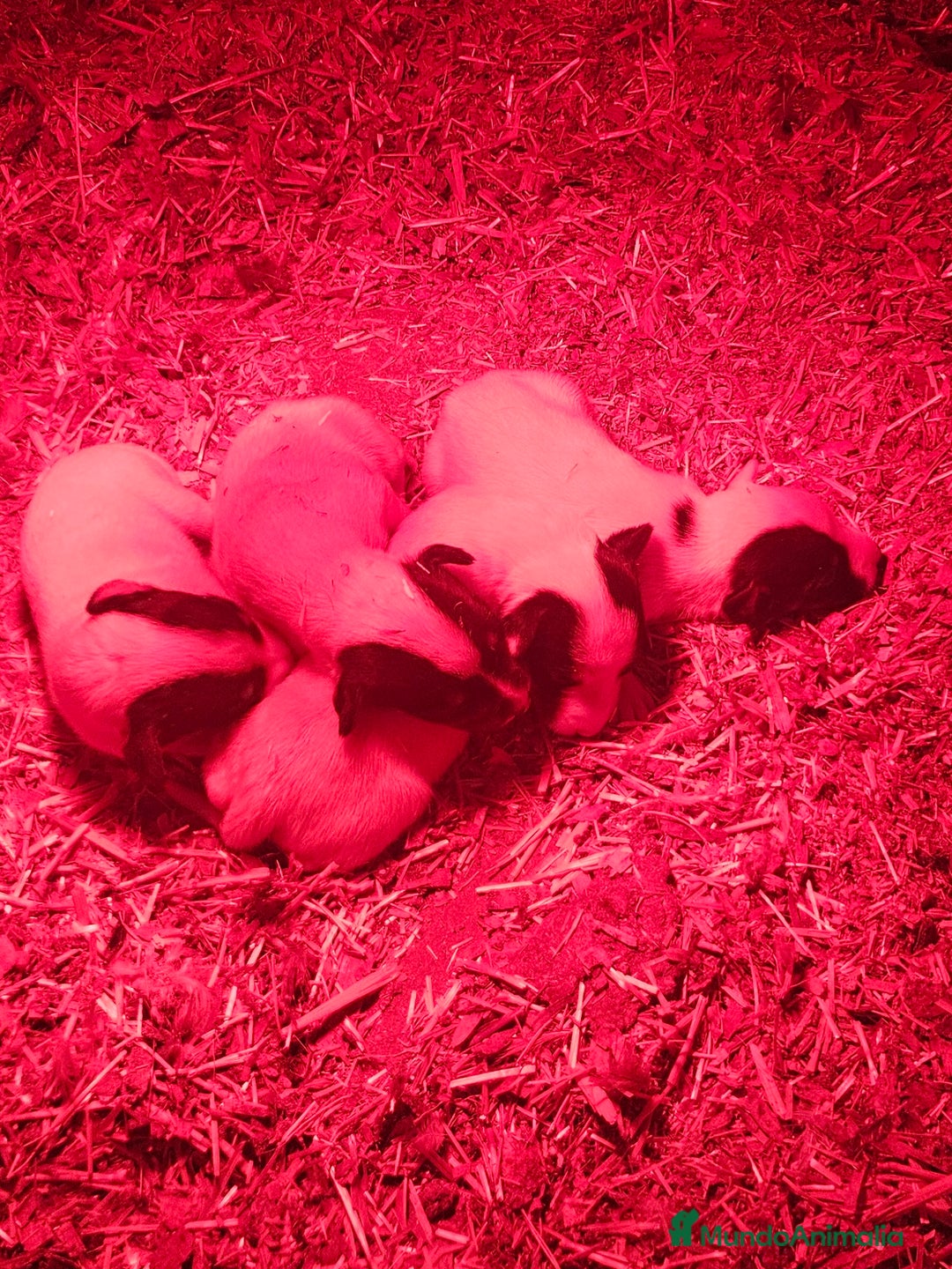 Ratonero Bodeguero Andaluz perros en venta: Bodegueros andaluces - Anuncio 2