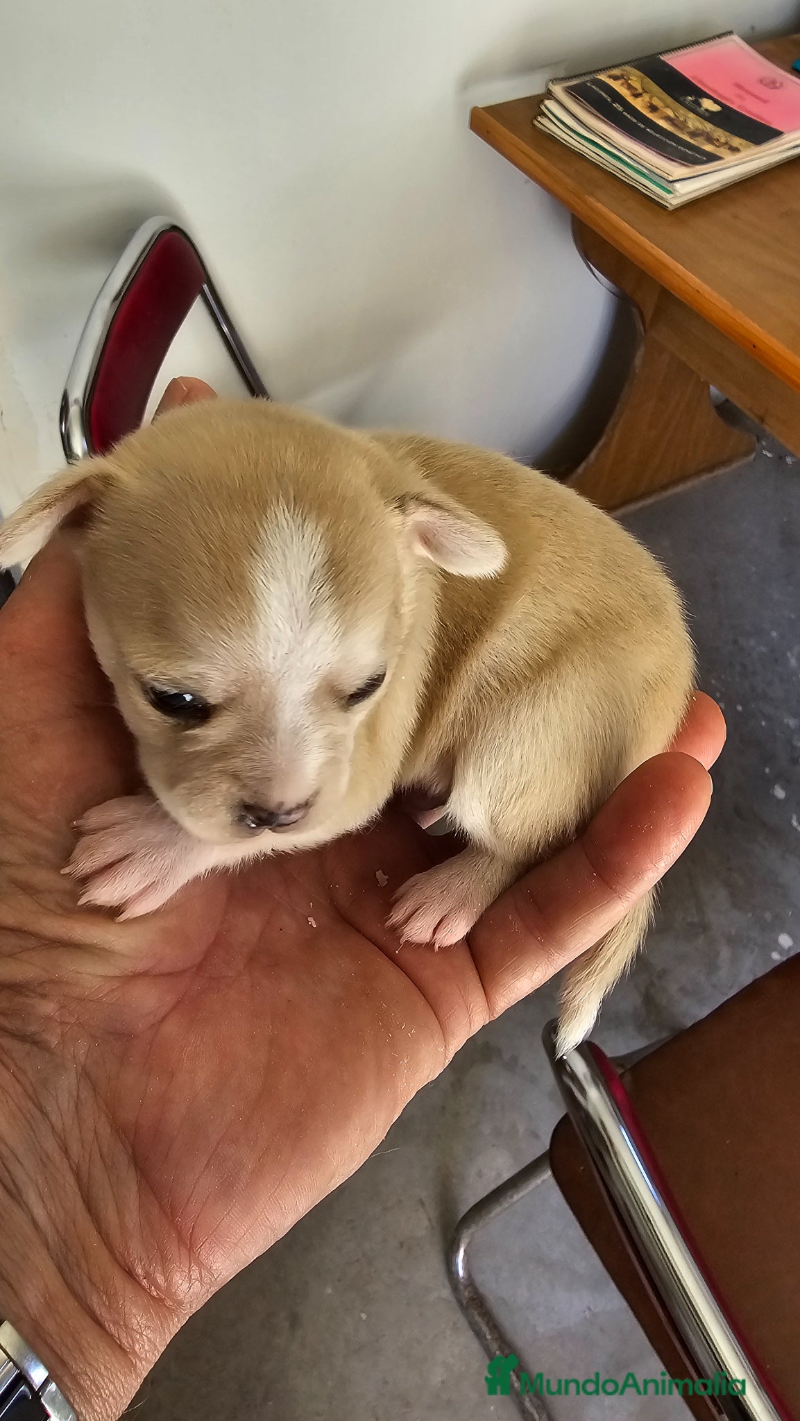 Chihuahua perros Bonitos chihuahuas mini toy - Anuncio 1
