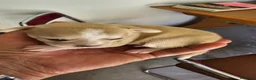 Chihuahua perros en venta: Bonitos chihuahuas mini toy - Anuncio 1