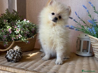 Pomerania perros - Anuncio 1