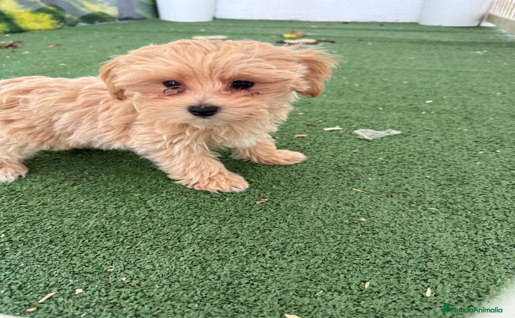 Maltipoo perros - Propaganda 2