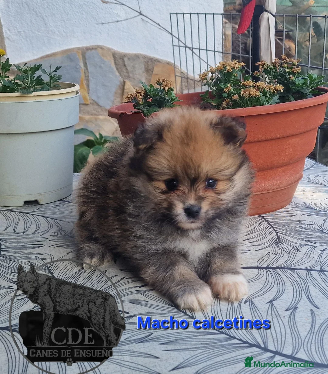 Pomerania perros en venta: Pomeranias sables y crema - Anuncio 2