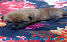 Shiba Inu perros en venta: Shiba Inu Hembra de Lisa AQUANATURA - Imagen 5