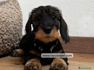 Teckel Miniatura perros TECKEL PELO DURO MINIATURA - Anuncio 9