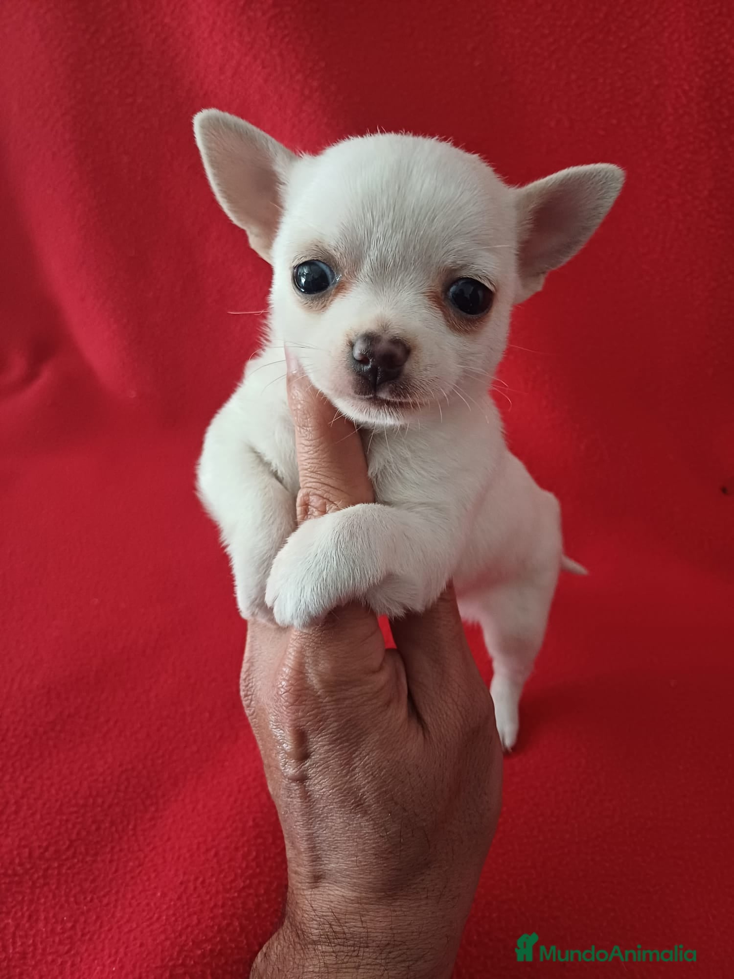 Chihuahua perros Chihuahua Mini  - Anuncio 9
