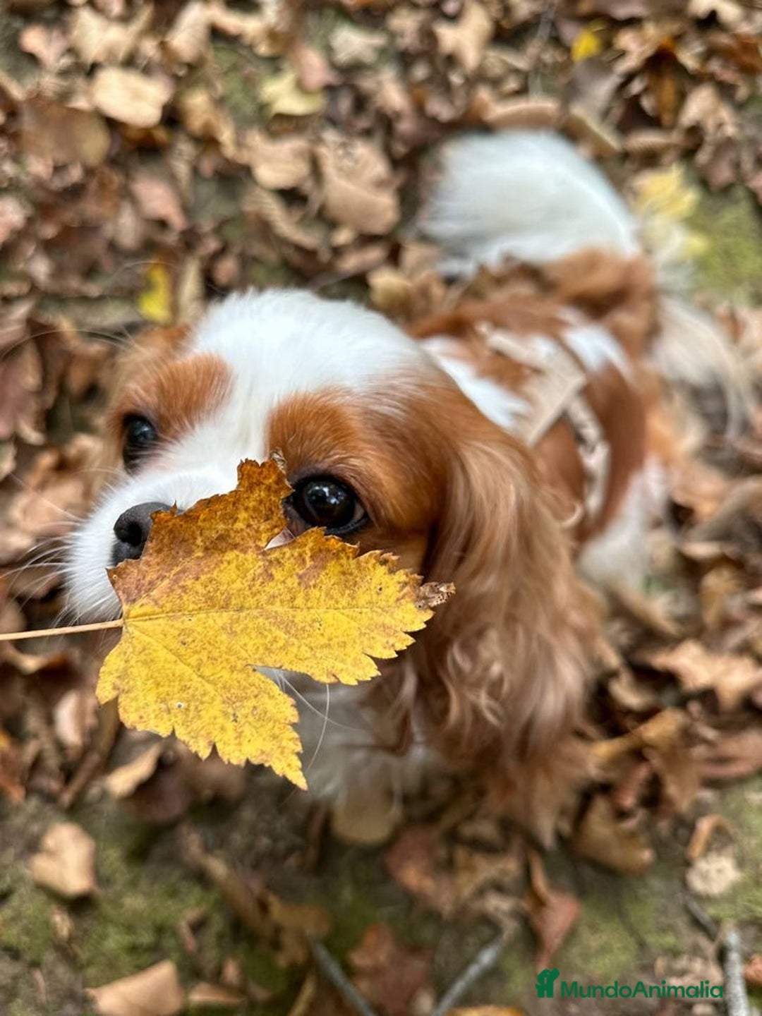 Cavalier King Charles Spaniel perros en venta: Cavalier puppy - Anuncio 2