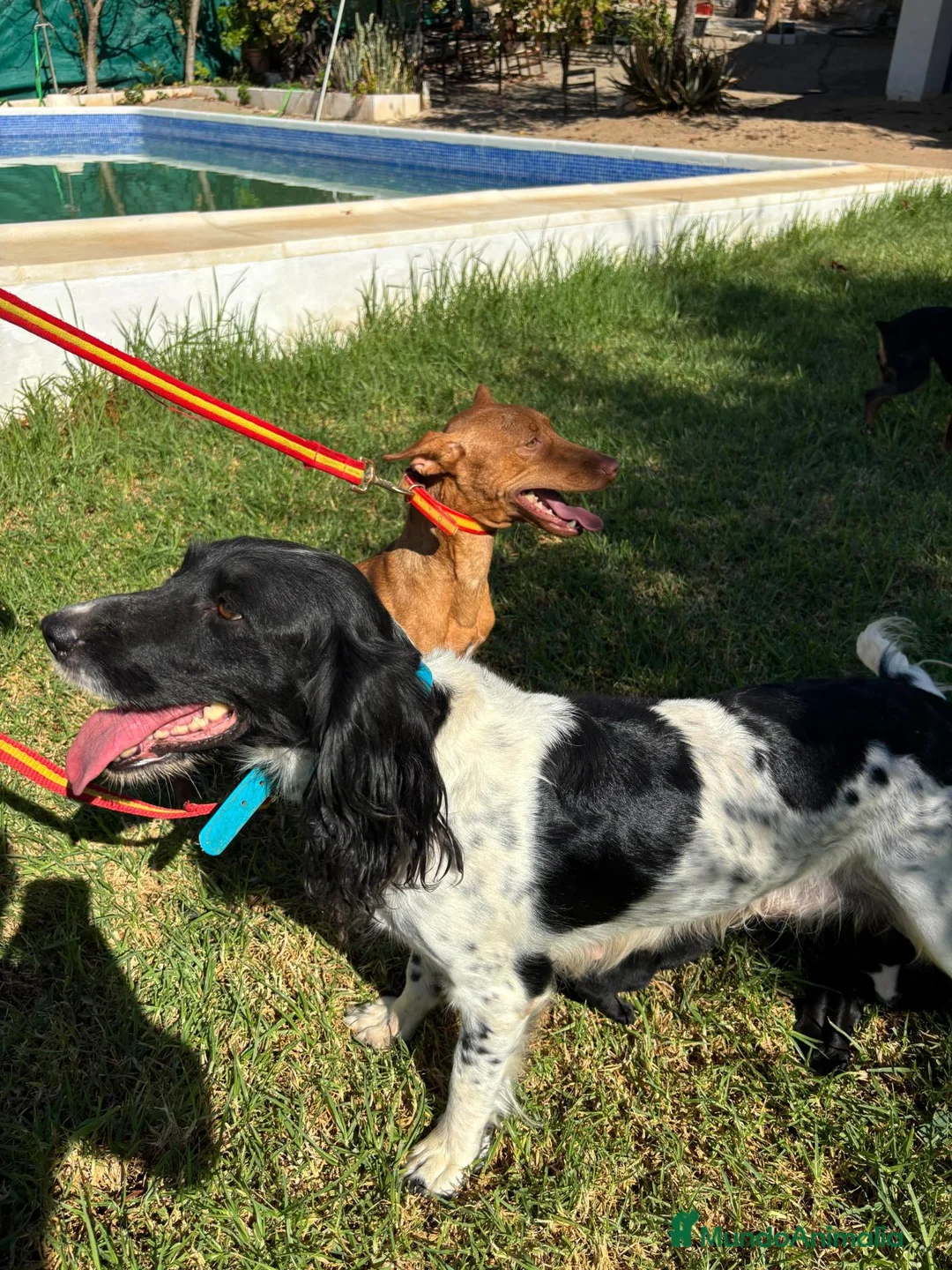 Raza Mixta perros en venta: Excelentes cachorros garabitos  - Anuncio 1