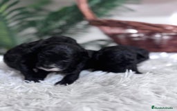 Caniche Toy perros en venta: CANICHE TOY - Imagen 2