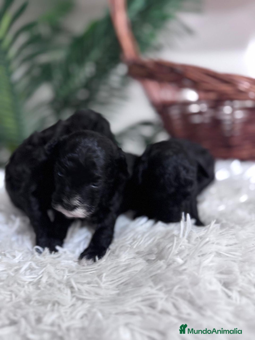 Caniche Toy perros en venta: CANICHE TOY - Imagen 2