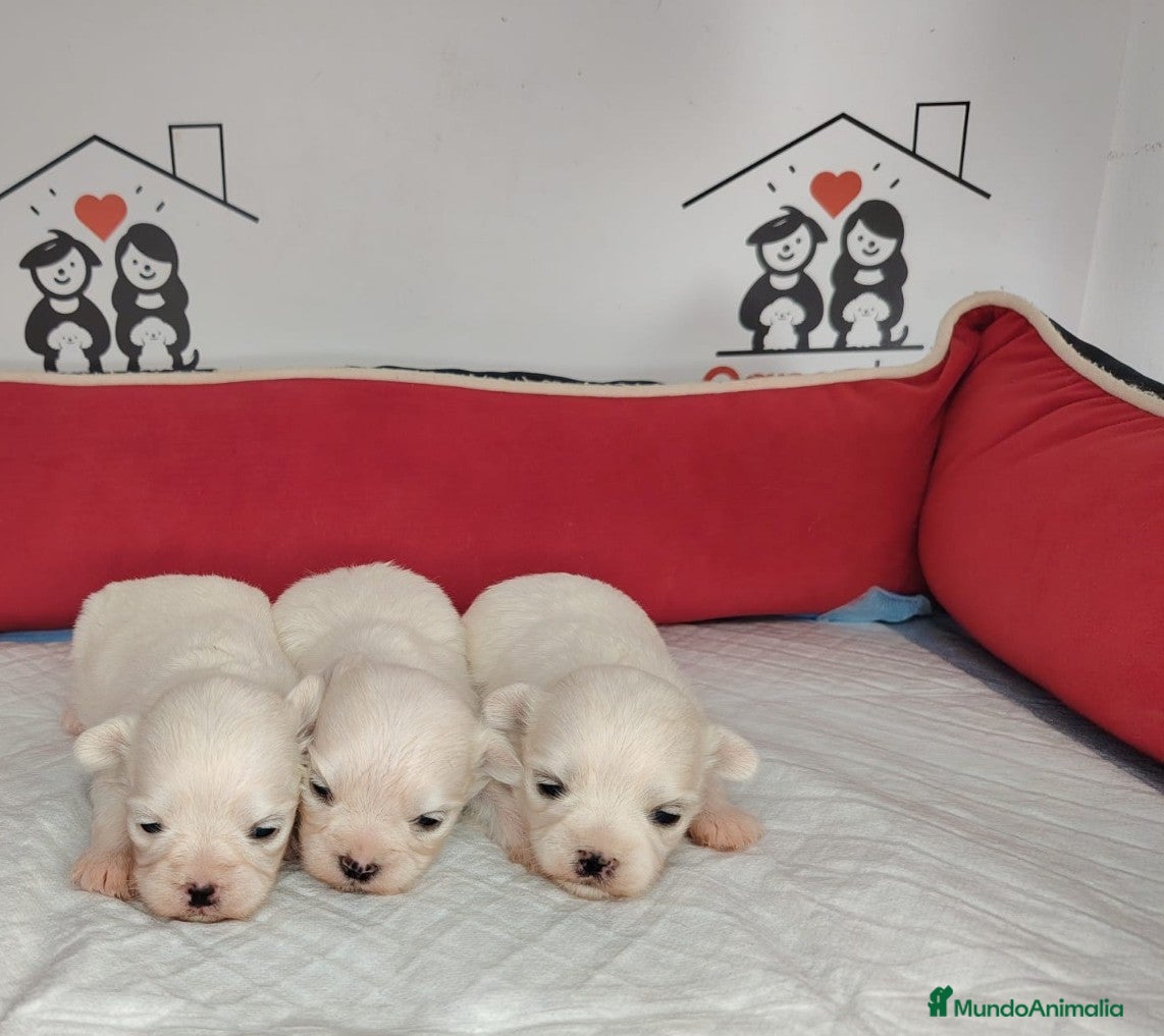 Bichón Maltés perros bichon maltes  - Anuncio 1