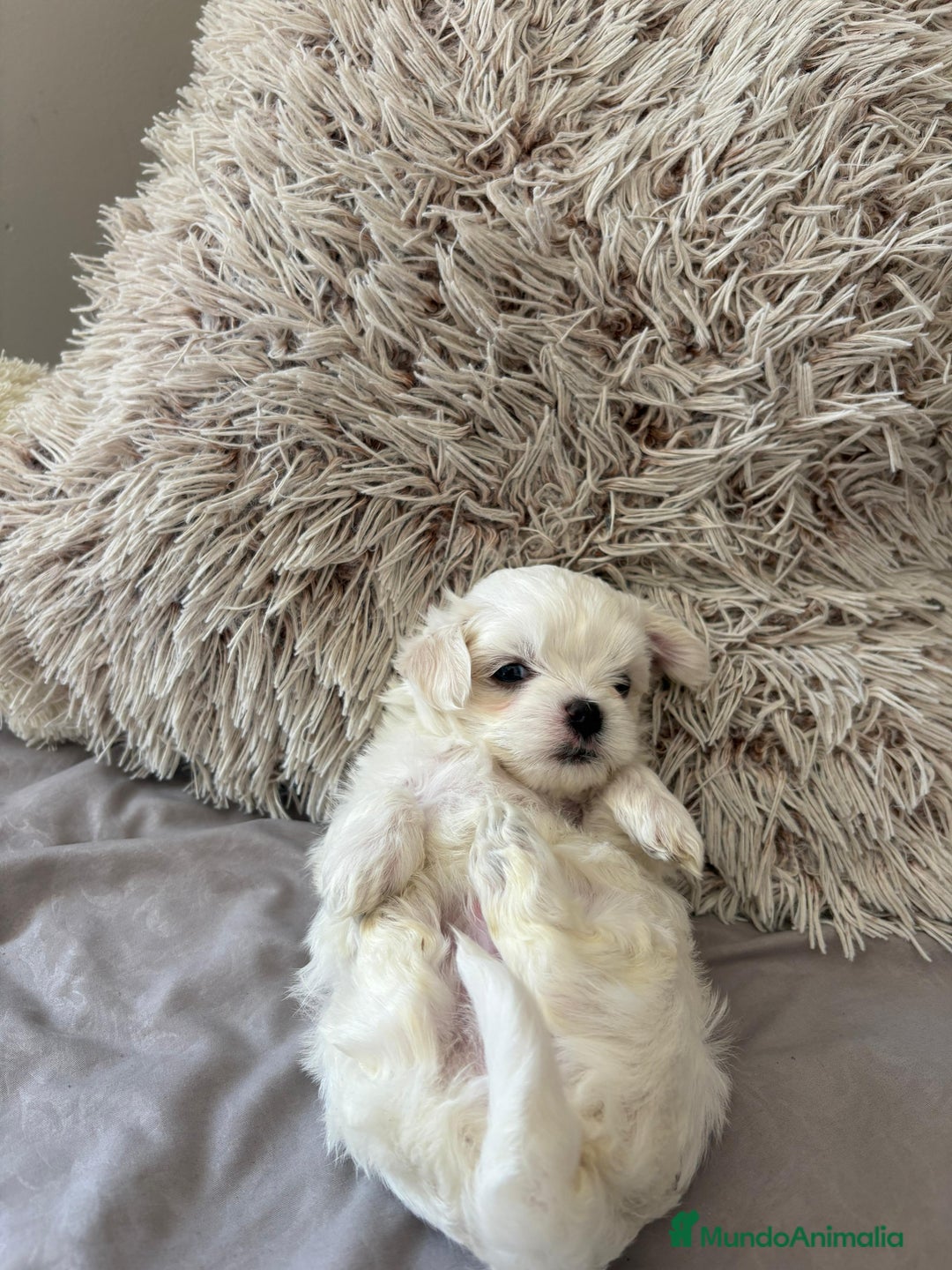 Bichón Maltés perros en venta: BICHON MALTES EXCLUSIVOS  - Anuncio 4