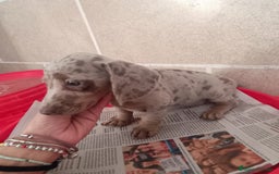 Teckel Miniatura perros en venta: CACHORROS DE TECKEL MINI  - Imagen 4