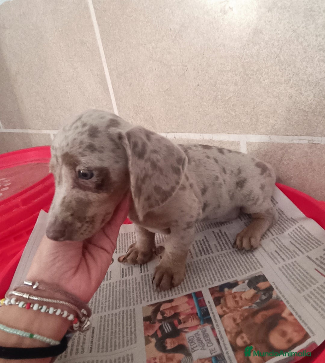 Teckel Miniatura perros en venta: CACHORROS DE TECKEL MINI  - Imagen 4