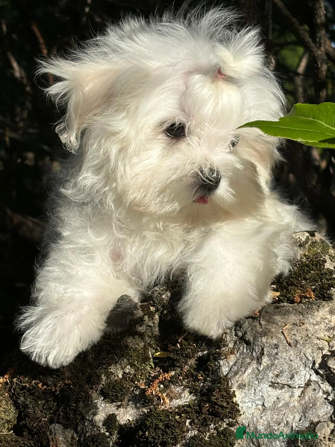 Bichón Maltés perros en venta: Bichon Maltés muy bonitos !!! - Anuncio 10