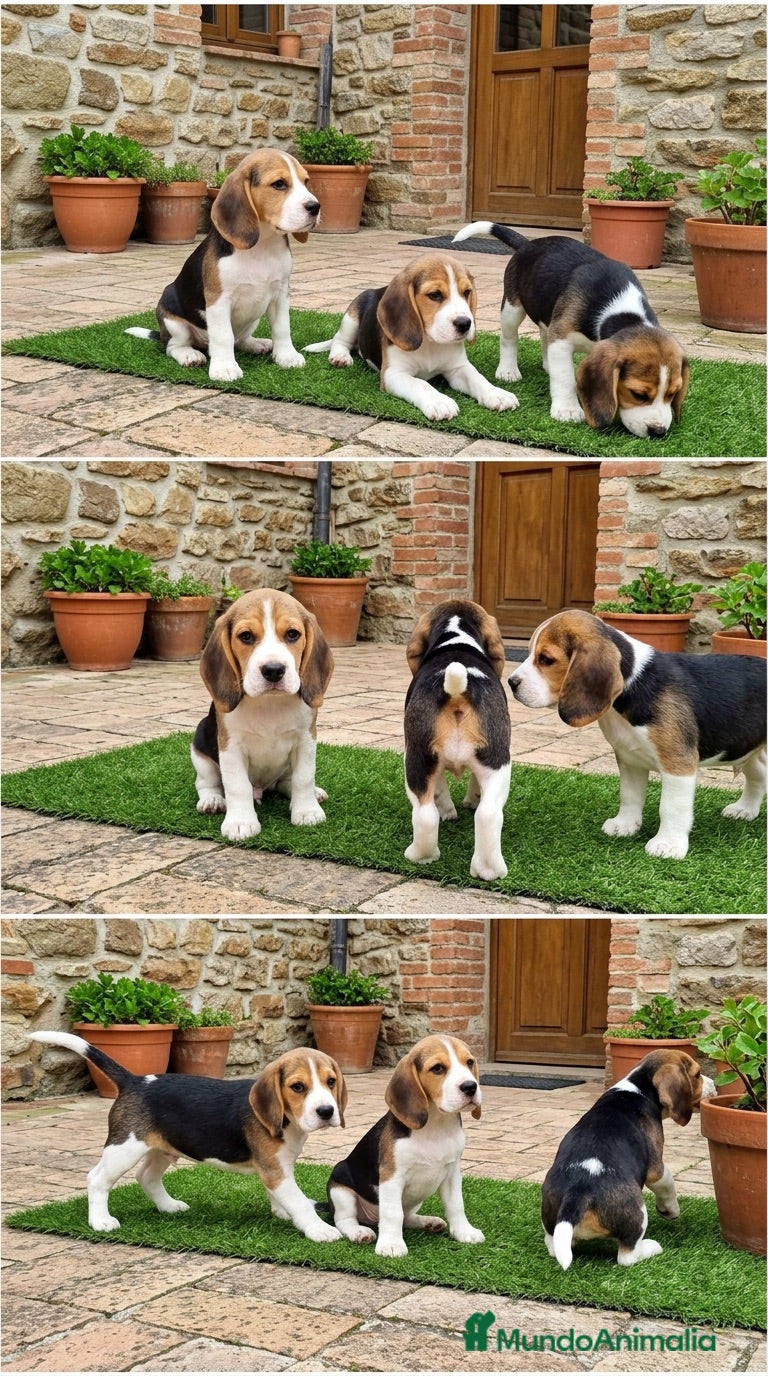 Beagle perros BEAGLE CACHORROS - MARBELLA - MALAGA  - Anuncio 1