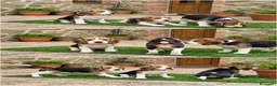 Beagle perros en venta: BEAGLE CACHORROS - MARBELLA - MALAGA  - Anuncio 1