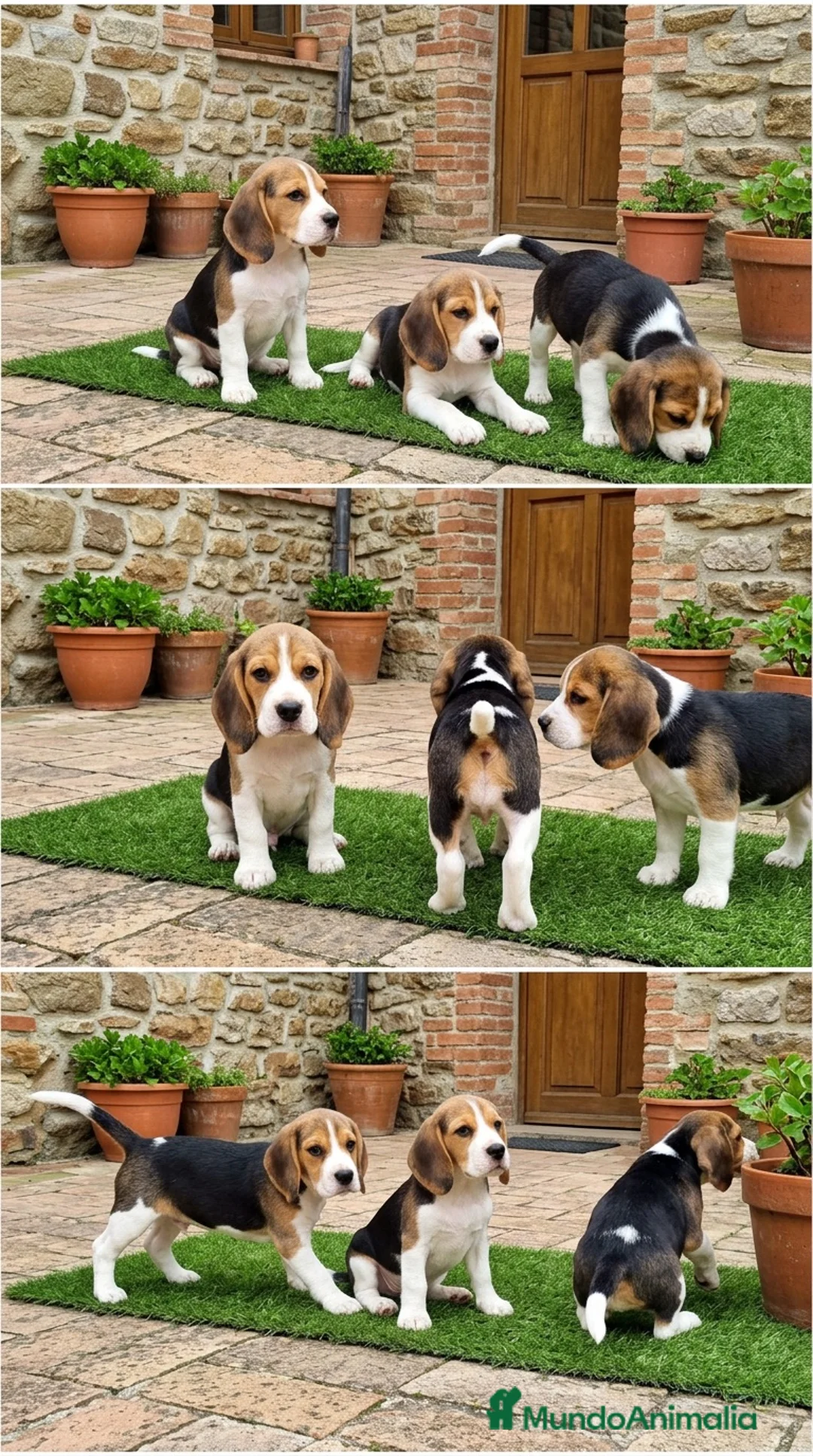 Beagle perros en venta: BEAGLE CACHORROS - MARBELLA - MALAGA  - Anuncio 1