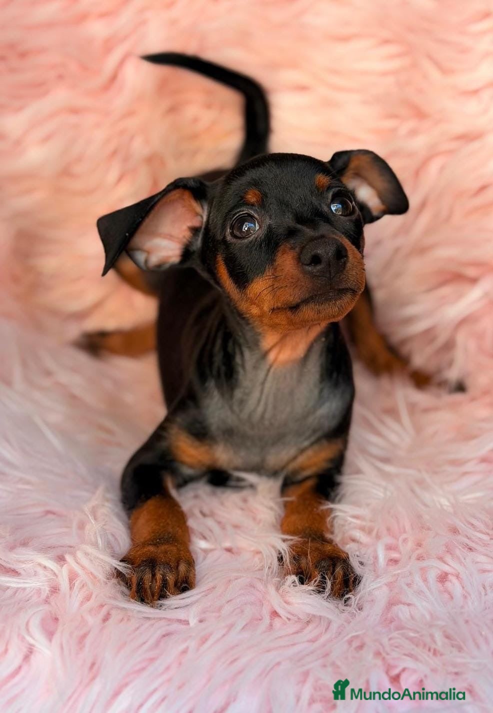 Pinscher Miniatura perros mini pinscher hembra🐾🩷 - Anuncio 2