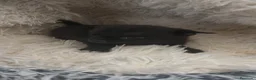 Chihuahua perros en venta: Chihuahua macho negro pelo semilargo  - Anuncio 3