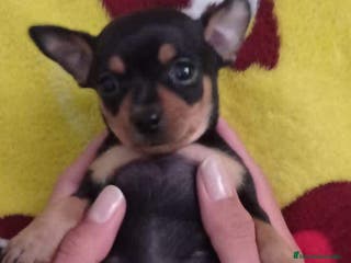 Pinscher Miniatura perros Pinscher bebés ! en Ciudad Real - Anuncio 8