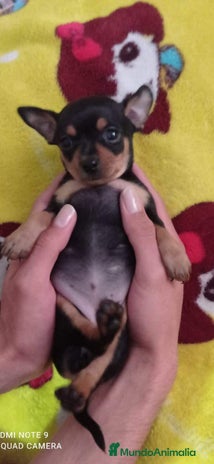 Pinscher Miniatura perros en Ciudad Real - Anuncio 10