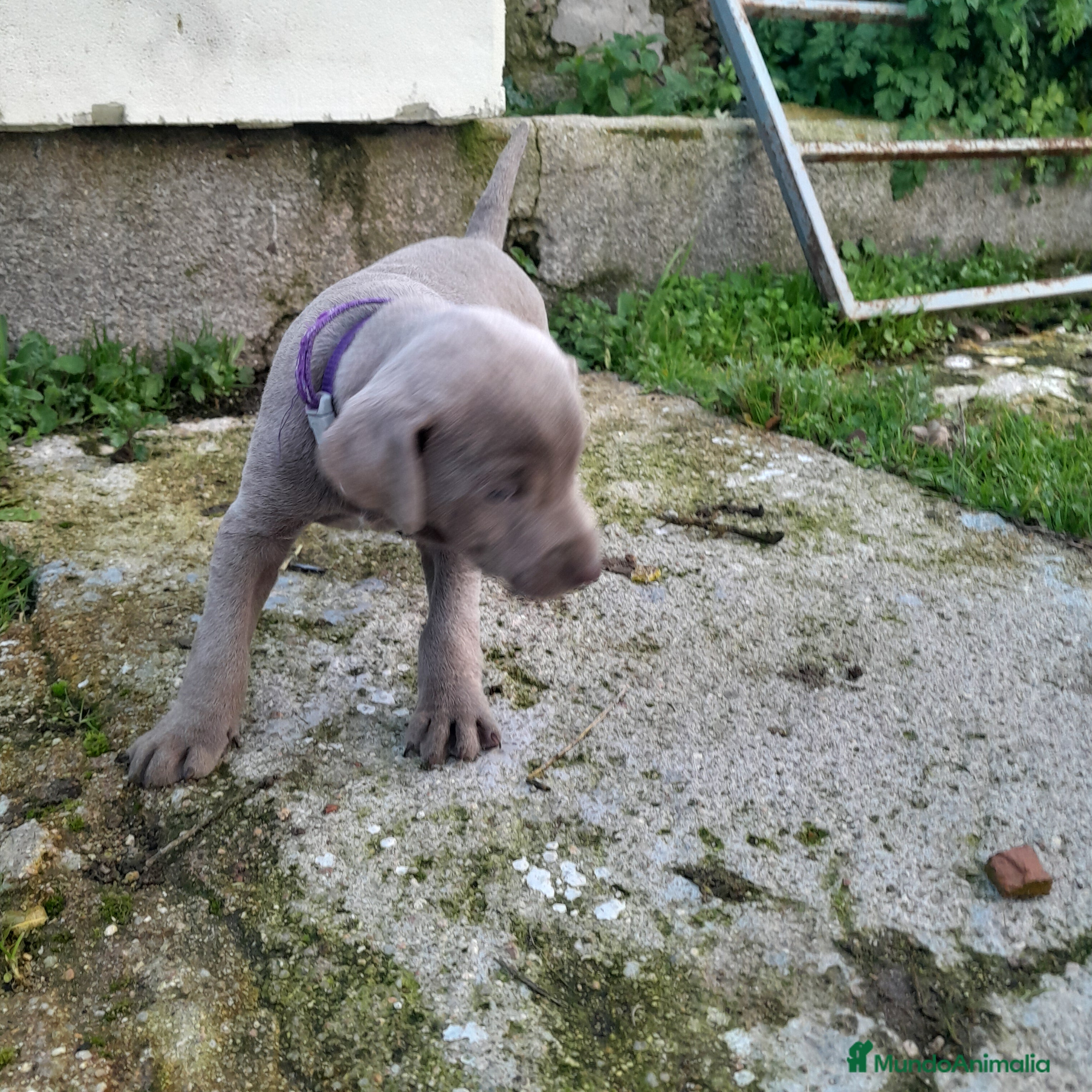 Weimaraner perros BRACO DE WEIMAR - Anuncio 2