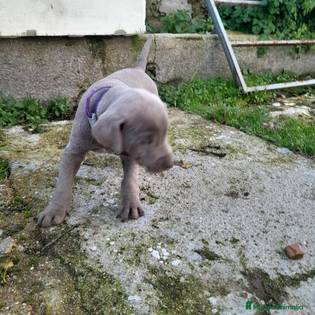 Weimaraner perros en venta: BRACO DE WEIMAR - Anuncio 2