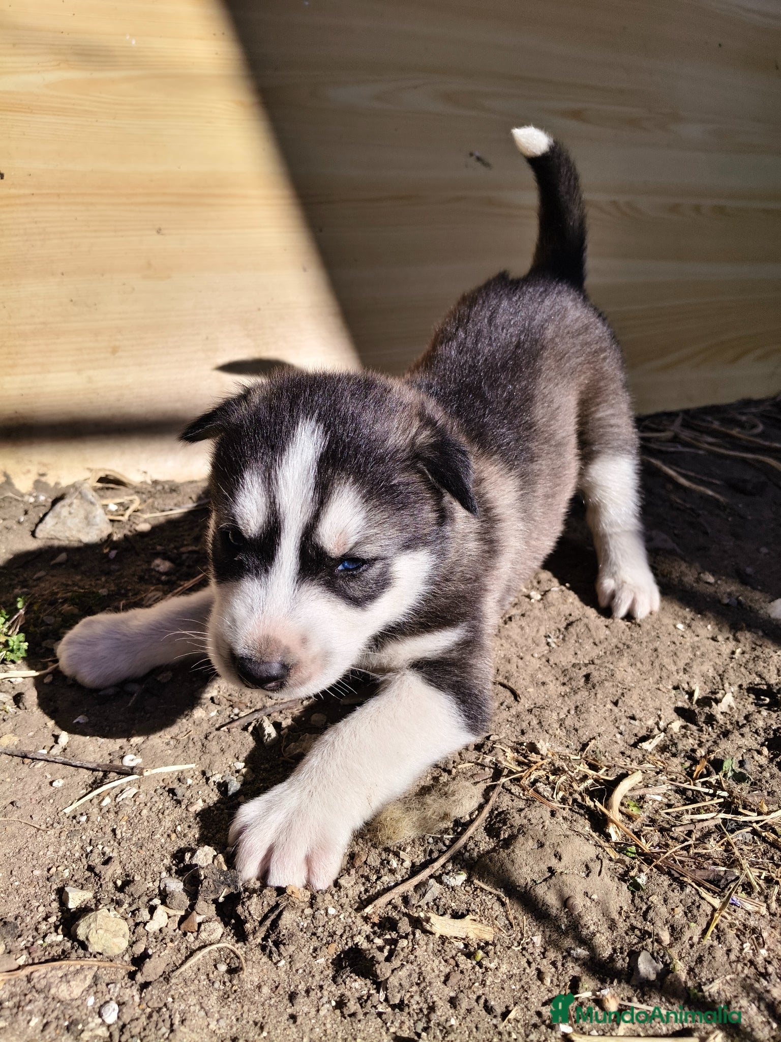Husky Siberiano perros HUSKY - Anuncio 1