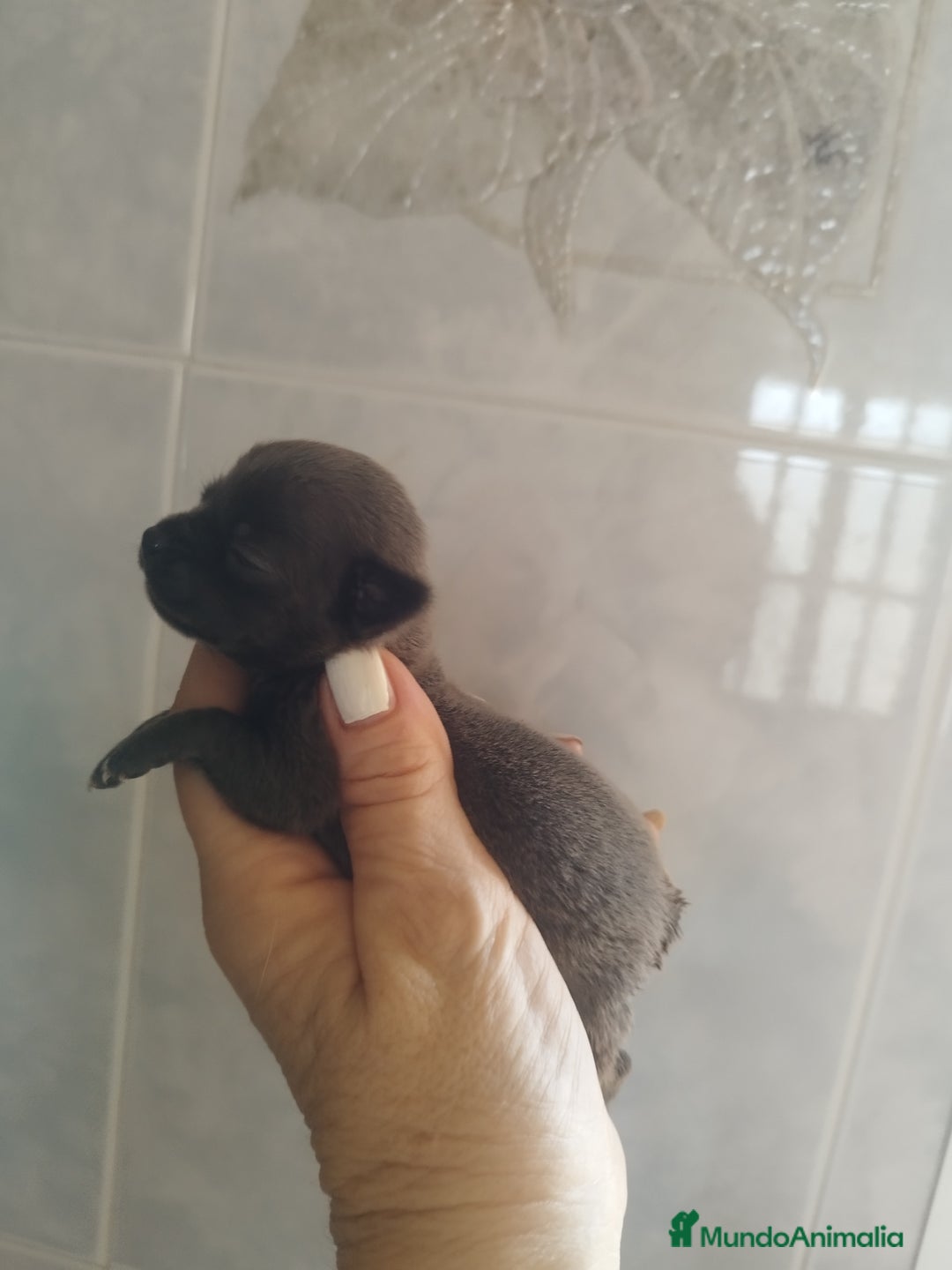 Chihuahua perros en venta: CHIHUAHUAS BLUE TOYS - Imagen 3