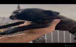 Boxer perros en venta: Camada de boxer  - Imagen 1