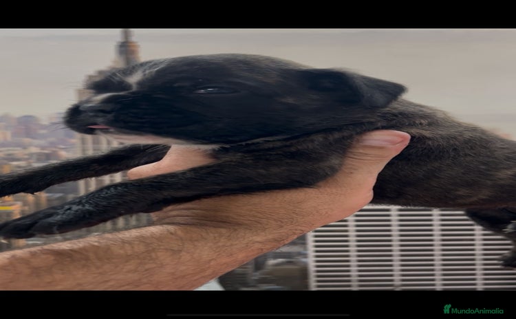 Boxer perros - Anuncio 2