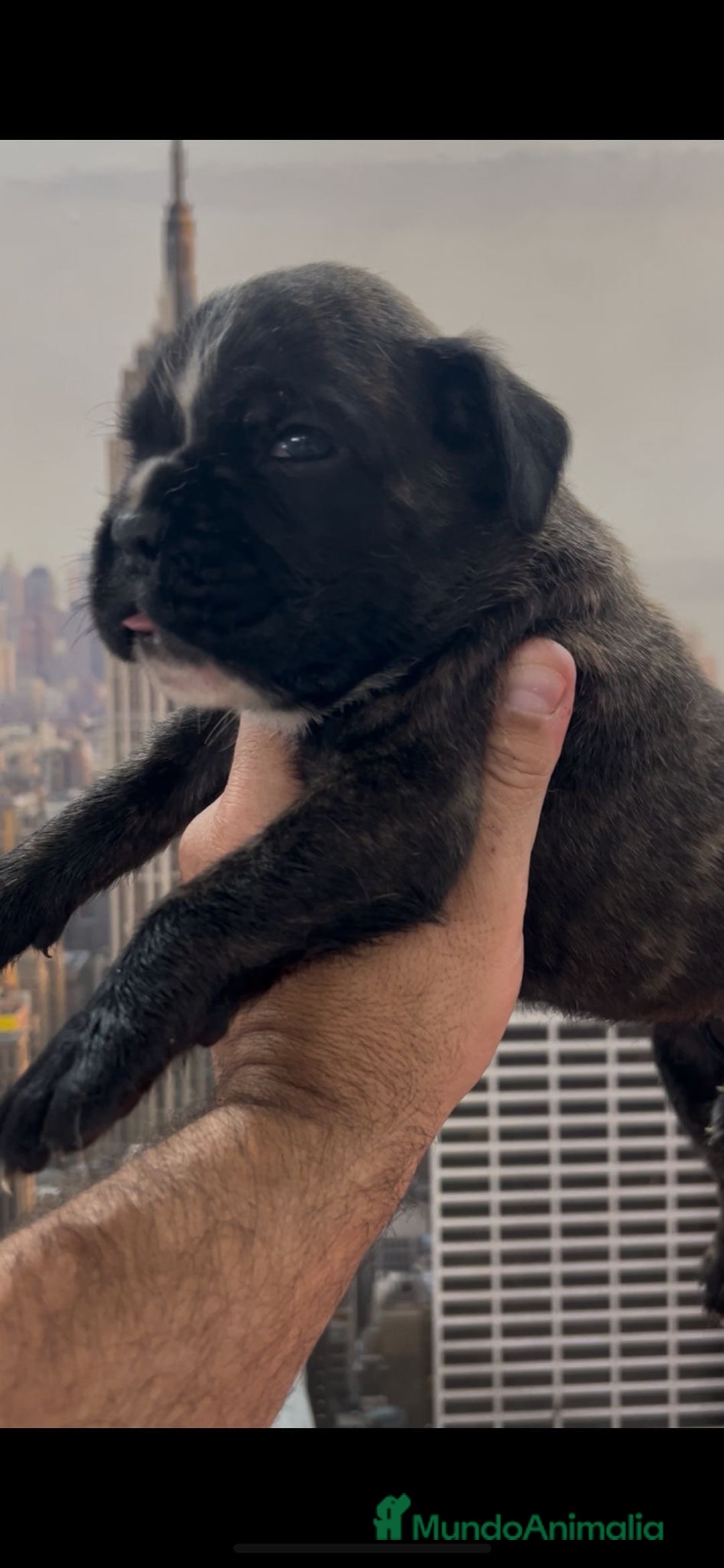 Boxer perros en venta: Camada de boxer  - Imagen 1