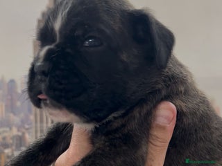 Boxer perros - Anuncio 2