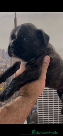 Boxer perros - Anuncio 2