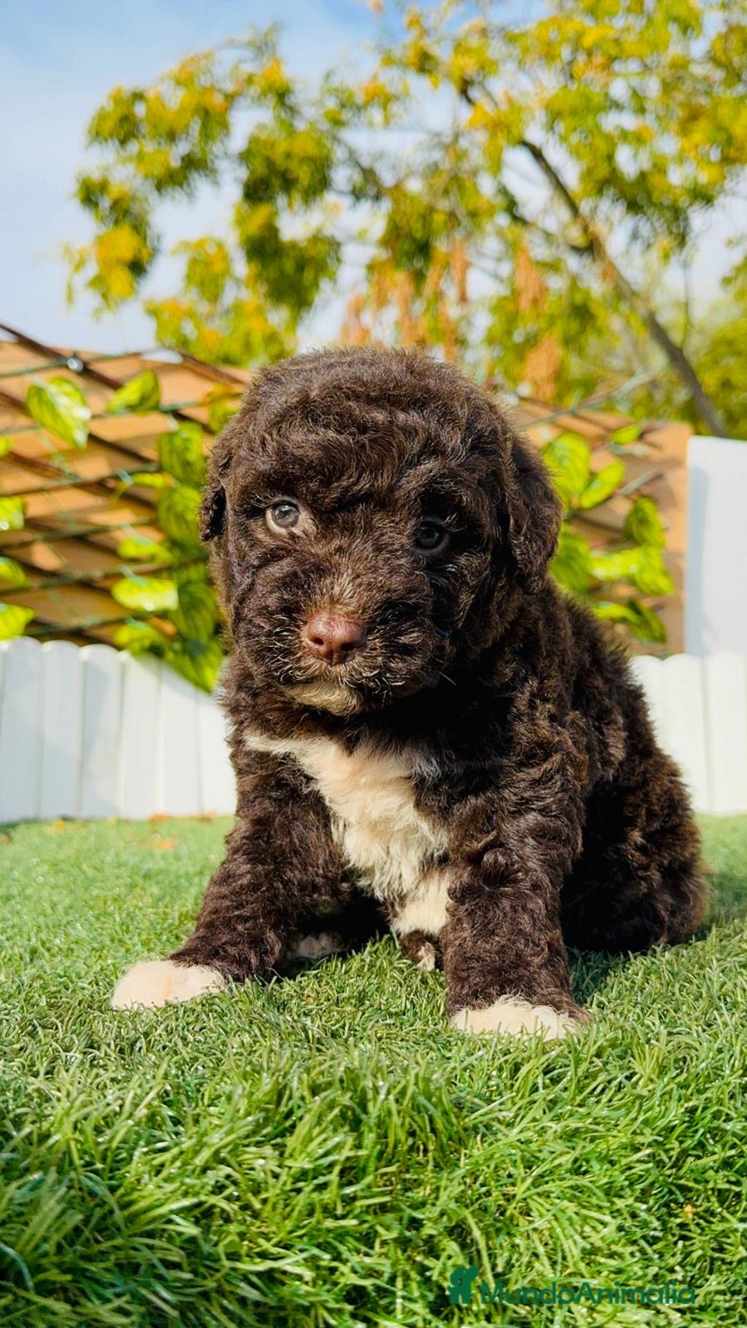 Perro de Agua Español perros en venta: PERRO DE AGUA ESPAÑOL - Anuncio 3