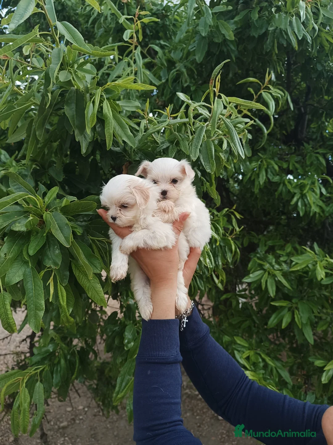 Bichón Maltés perros en venta: BICHÓN MALTES HEMBRITAS - Anuncio 6