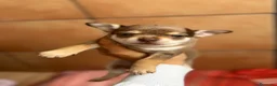 Chihuahua perros en venta: Chihuahua hembra chocomerle🩷🐶🐾 en Murcia - Anuncio 4