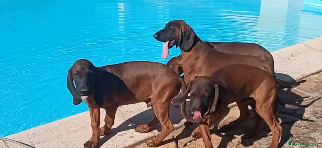 Sabueso de Sangre de Baviera perros en venta: Sabueso de Baviera  - Anuncio 8