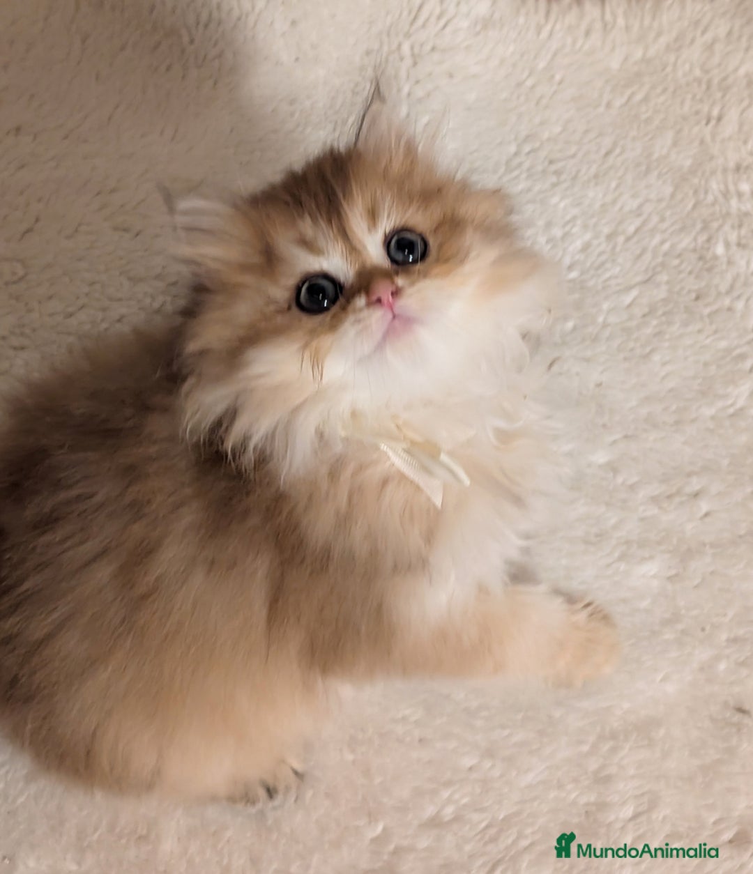 Británico de Pelo Largo gatos en venta:  2gatitos color exclusivo british golden longhair  - Anuncio 30