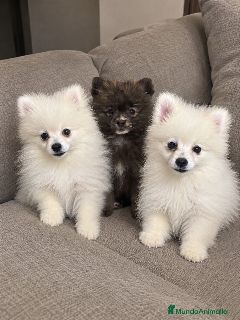 Pomerania perros Preciosos Pomeranias 🐻 - Anuncio 1