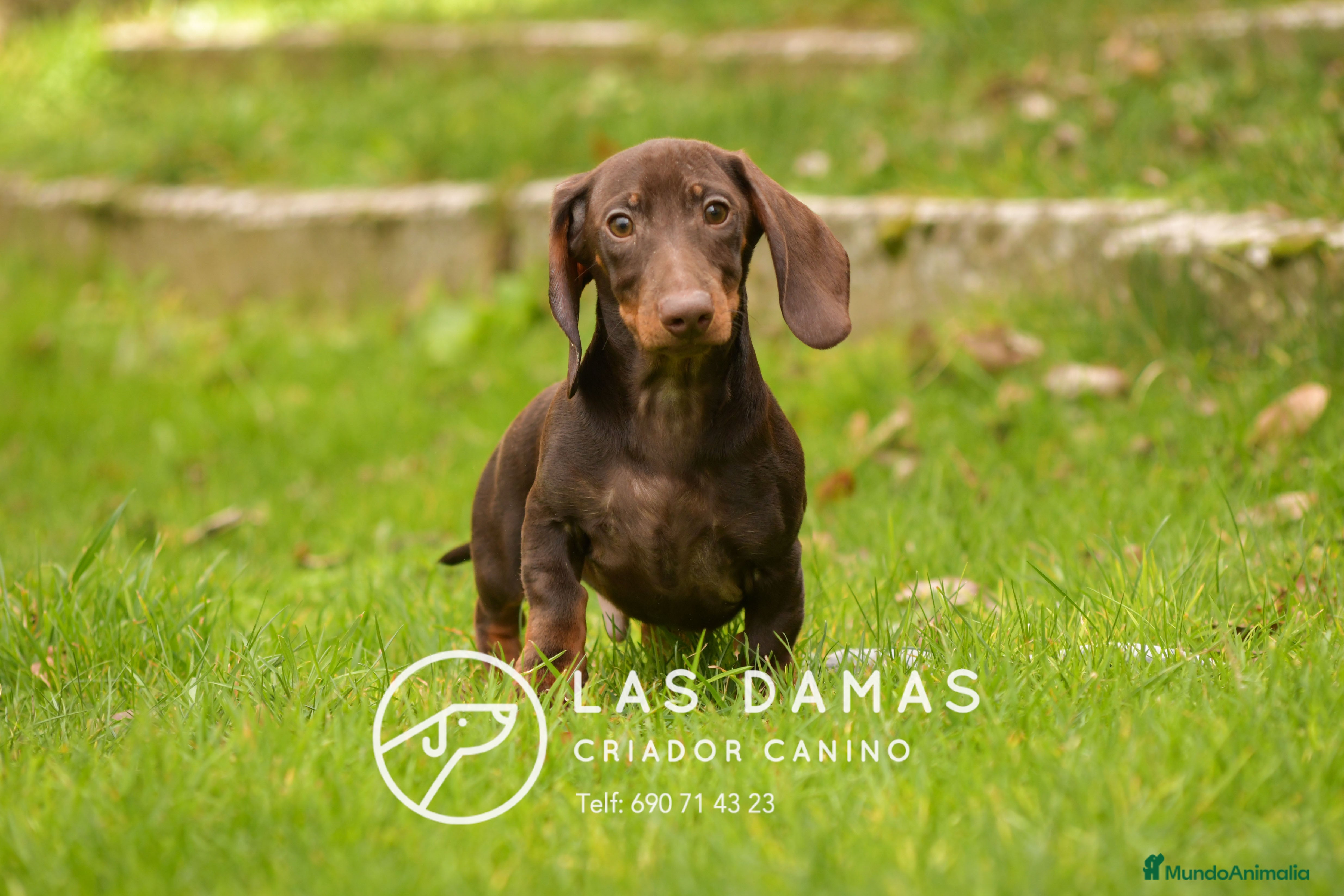 Teckel perros Cachorros de teckel disponibles - Anuncio 33