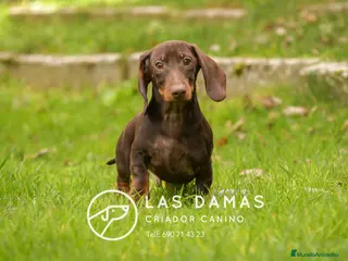 Teckel perros Cachorros de teckel disponibles - Anuncio 33