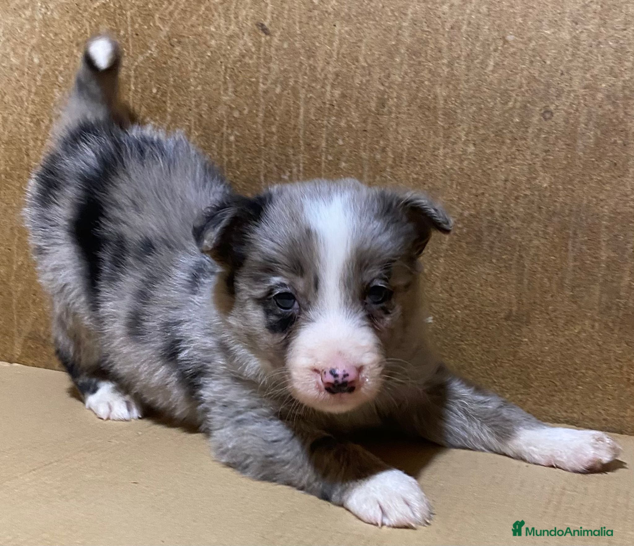 Border Collie perros Cachorros de Border Collie  - Anuncio 7