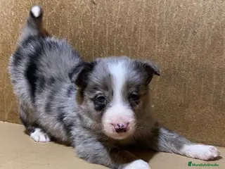 Border Collie perros Cachorros de Border Collie - Anuncio 7