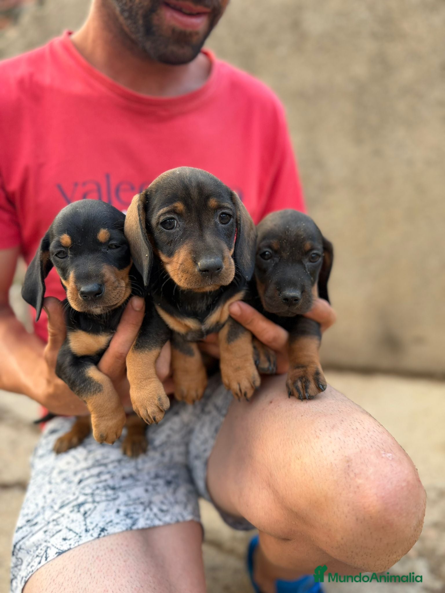 Teckel Miniatura perros Teckel miniatura hembras - Anuncio 2