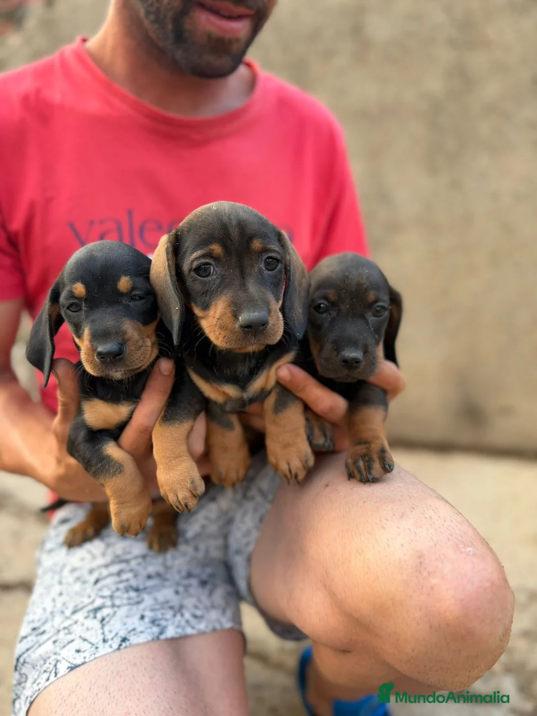 Teckel Miniatura perros en venta: Teckel miniatura hembras - Anuncio 1