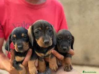 Teckel Miniatura perros Teckel miniatura hembras - Anuncio 2