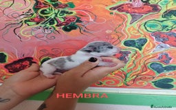 Chihuahua perros en venta: Chihuahuas toys exóticos  - Imagen 6