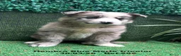 Border Collie perros en venta: BORDER COLLIE DE VILLA BIZNAGA. Hembra Blue Merle - Anuncio 16
